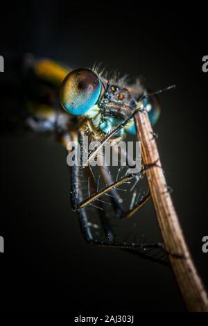 Willow emerald damselfly poggiante sulla paglia secca. Extreme close up con focus su occhi composti e le gambe. Colorato riflesso metallico del torace e della testa. Foto Stock