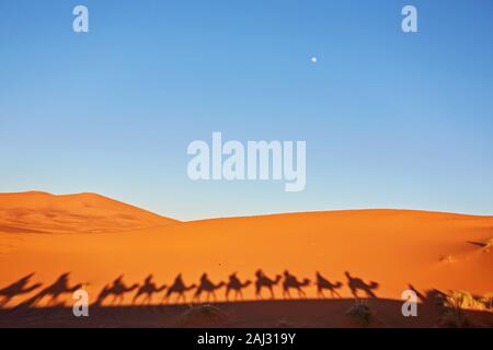 Silhouette di camel caravan in grandi dune di sabbia del deserto del Sahara, Merzouga, Marocco Foto Stock