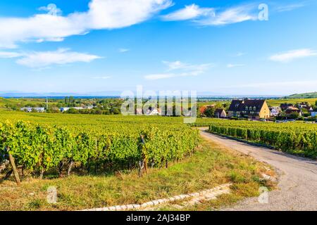 Vista della strada e vigneti nel villaggio di Riquewihr, Alsazia strada del vino, Francia Foto Stock