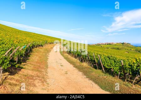 Vista della strada e vigneti nel villaggio di Riquewihr, Alsazia strada del vino, Francia Foto Stock