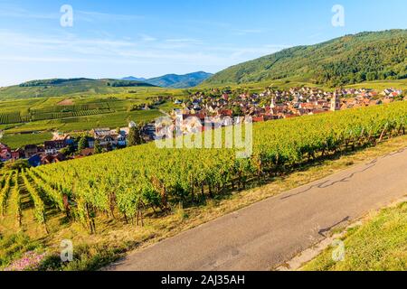 Vista della strada e vigneti nel villaggio di Riquewihr, Alsazia strada del vino, Francia Foto Stock