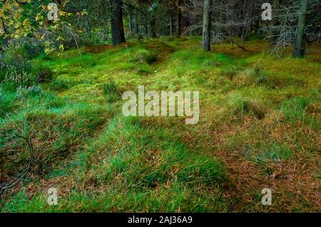 Aghi di conifere cucciolata il suolo della foresta, creare l'impressione di un soffice tappeto in legno Greno vicino a Sheffield Foto Stock