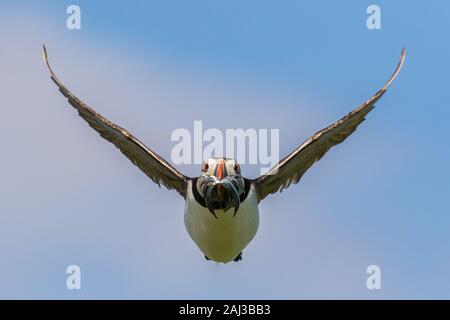 Puffin in volo con il cicerello, farne Islands, Northumberland, Inghilterra Foto Stock