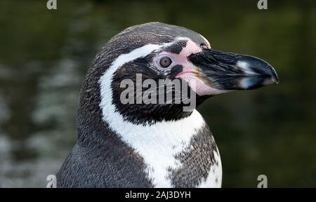 Solitario pinguini Humboldt lato su Vista Foto Stock