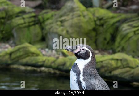 Solitario pinguini Humboldt lato su Vista Foto Stock