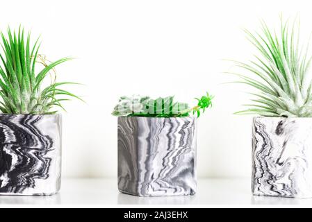 Raccolta di marmo succulente geometrica piantatrici con bellissimo piccolo le piante succulente sul ripiano bianco contro il muro bianco. Lifestyle home decoration Foto Stock