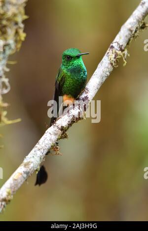 Un avviato Racket-coda di hummingbird nella foresta pluviale amazzonica Foto Stock