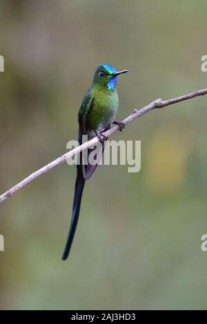 Un Long-tailed Sylph hummingbird cloudforest peruviana Foto Stock