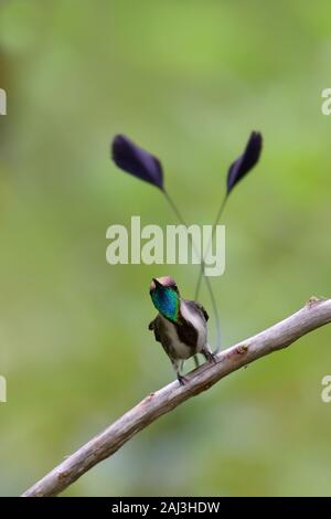 Un meraviglioso Spatuletail Hummingbird più raro e spettacolare hummingbird nel mondo Foto Stock