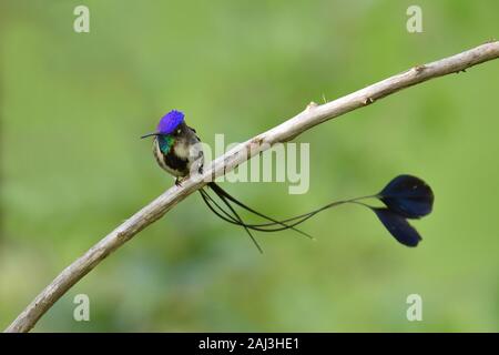 Un meraviglioso Spatuletail Hummingbird più raro e spettacolare hummingbird nel mondo Foto Stock