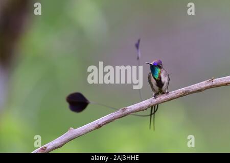 Un meraviglioso Spatuletail Hummingbird più raro e spettacolare hummingbird nel mondo Foto Stock