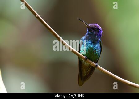 Un oro-tailed Sapphire nella foresta pluviale amazzonica Foto Stock