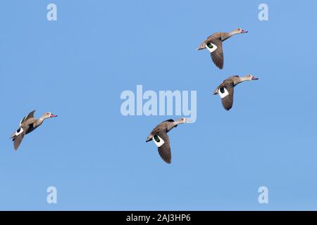 Capo Teal (Anas capensis), piccolo gregge in volo, Western Cape, Sud Africa Foto Stock