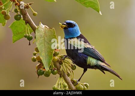 Un Blue-Necked Tanager mangiando un Barries nella foresta pluviale amazzonica Foto Stock