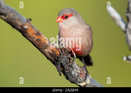 Comune (Waxbill Estrilda astrild), la vista anteriore di un adulto appollaiato su un ramo, Western Cape, Sud Africa Foto Stock