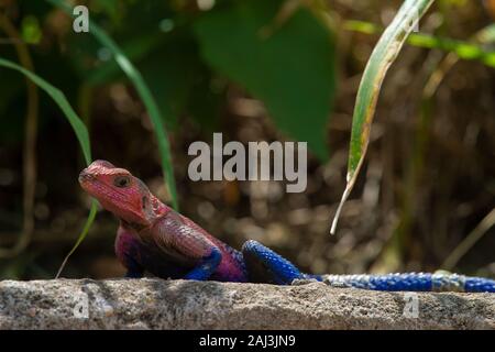 Mwanza a testa piatta rock AGAMA SA, Agama mwanzae, Agamidae, il Masai Mara riserva nazionale, Kenya, Africa Foto Stock