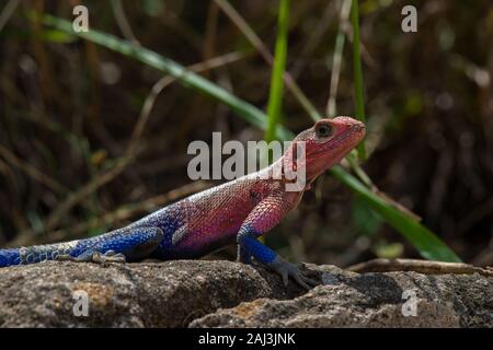 Mwanza a testa piatta rock AGAMA SA, Agama mwanzae, Agamidae, il Masai Mara riserva nazionale, Kenya, Africa Foto Stock