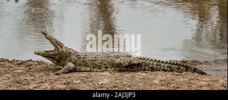 Coccodrillo del Nilo, Crocodyllus niloticus, Crocodylidae, il Masai Mara riserva nazionale, Kenya, Africa Foto Stock