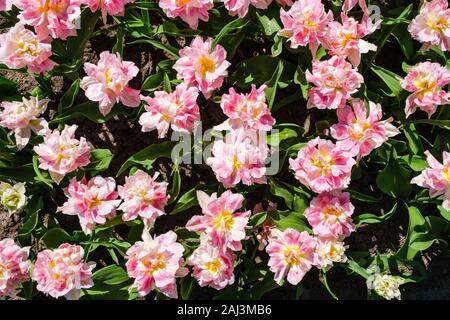 Vista dall'alto di close-up di splendida rosa luminoso bianco tulipani doppia con petali aperti. Tulip letto floreale in Olandese Keukenhof tulip giardino con diversi tipi Foto Stock