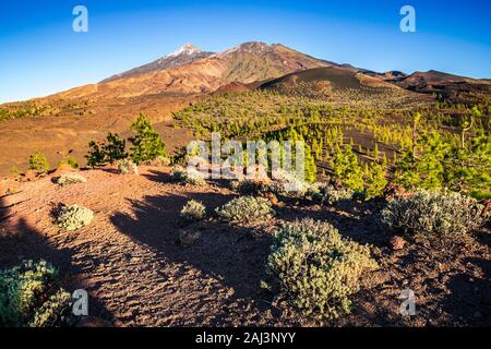 Vista tramonto dalla cima del cratere di Samara nel Parco Nazionale del Teide verso i vertici del Teide e Pico Viejo circondata dalla pineta. Foto Stock