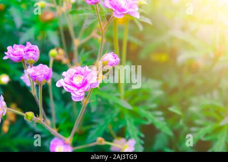 Gerani rosa fiori in natura. Due cranesbill blu fiori, geranio blu su una naturale sfondo verde sotto la luce del sole estivo. Foto Stock