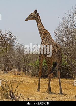 Giraffa namibiana in piedi Foto Stock