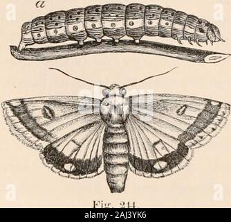 Guida per lo studio di insetti e di un trattato di quelle pratiche pregiudizievoli e benefica per colture: per l'uso di istituti, fattoria-scuola, e agricoltori . NOCTILICLIT.K.. Foto Stock