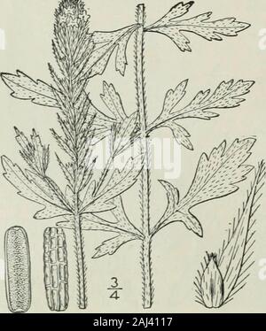 Una flora illustrata del nord degli Stati Uniti, il Canada e la British possedimenti : da Terranova al parallelo tra il confine meridionale della Virginia e dall'Oceano Atlantico verso ovest per il 102º meridiano . , West toMinnesota, Kansas e Arkansas. Si ibridizza withv. striata e V. bracteosa. June-Aug. 5. La verbena stricta ent. Annoso orMullen-lasciava ervain. Fig. 3556]. V. striata sfiato. Descr. PI. Jard. Cels. pi. 53. 1800.Verbena rigens Michx. Fl. Bor. Am. 2: 14. 1803. Perenni, densamente soft-pubescent overwith tutti i peli di colore biancastro; lo stelo stout, obtusely 4-un-gled, semplice o ramificato ab Foto Stock