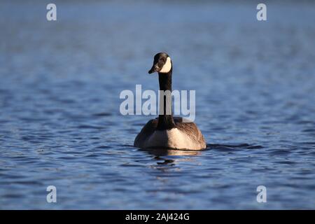 Un lone Canada Goose Branta canadensis nuoto su un laghetto in inverno Foto Stock