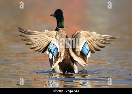 Un drake Mallard duck sbattimenti le sue ali su di un lago inverno che mostra l'ala viola piume o speculum. Foto Stock