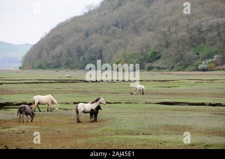 Cavalli Sul North Cors Landmore Marsh Foto Stock