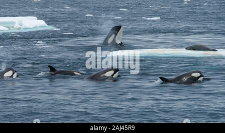 Antartide. Un baccello di Orcas (balena killer) (Orcinus orca) che insegna ai giovani come catturare un sigillo di granchio-eater su una gallina di ghiaccio. Foto Stock