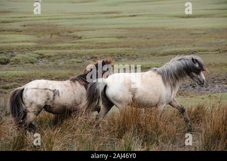 Cavalli Sul North Cors Landmore Marsh Foto Stock