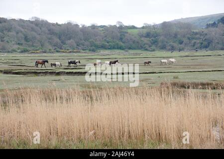 Cavalli Sul North Cors Landmore Marsh Foto Stock