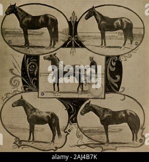 Allevatore e sportivo . VOL. XXVm. No. 23.36 Geary Street. SAN FRANCISCO, sabato 8 giugno 1901. SUBSCRIPTIONTHREE dollari l'anno. Nella formazione a Alameda via. 1. Cinque anni di stallone, fratello di Joe Selby, da Don L 3:283£. 2 Il mio Dixie, baia di castrazione di trotto da inserzionista 2:15^, dam Soutag Dixie, diga di cinque in 2:30. 3. Advertisor, marrone pacerby inserzionista 2:15&; uno dei fast quelli verdi. 4. Zambra 2:23, bay colt (-1) da McKinney 2:11^- o- Joe Selby, baia di castrazione di trotto da Don L. 2:28hi. dam da Echo. ®fr£ gxes&ev axx& gpptfxrtemcm [Jdne 8, 1901 Foto Stock