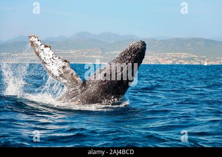 Megattere la balena che si rompono al largo della costa di Cabo San Lucas, Messico Foto Stock