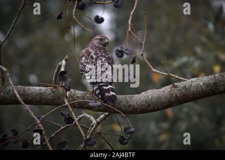 Hawk a spalla rossa appollaiato su un ramo che guarda indietro nel Giardino d'Inverno, Florida Foto Stock