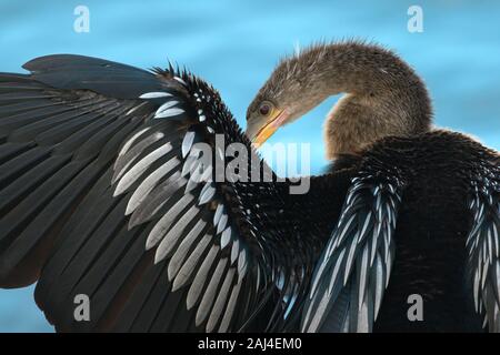 Anhinga Closeup al bordo dell'acqua Foto Stock