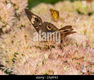 Vista ingrandita di comune Buckeye butterfly alimentando il nettare da sedum stonecrops impianto nel cortile giardino fiorito Foto Stock