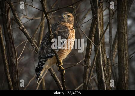 Hawk rosso-spalla appollaiato tra alberi Foto Stock