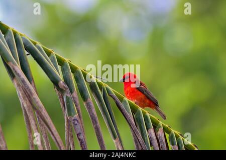 Madagascar Fody rosso - Foudia madagascariensis uccello rosso sul verde e il palm tree trovati nella radura della foresta, praterie e aree coltivate, in Madag Foto Stock
