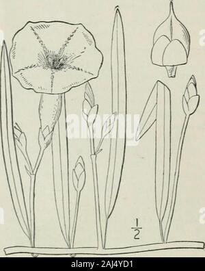 Una flora illustrata del nord degli Stati Uniti, il Canada e la British possedimenti : da Terranova al parallelo tra il confine meridionale della Virginia e dall'Oceano Atlantico verso ovest per il 102º meridiano . 4. Ipomoea leptophylla Torr. Bushr^Iorning-1 gloria. Fig. 3433. Ipomoea leptophylla Torr. in Frem. Sost. 95. 1845. Perenne da un enorme radice, che alcune volte pesa 25 libbre, glabrous tutto; stemserect, ascendente o sdraiata piuttosto stout, 2°-4°lungo, molto ramificato. Foglie strettamente lineare, en-pneumatico, acuta, 2-5 a lungo, mi-3 ampia; piccioli veryshort; peduncoli stout, quasi Foto Stock