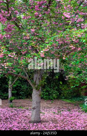 Fiori di colore rosa cadono a terra sotto un albero ciliegio in fiore in primo piano su un nuvoloso giorno di primavera. Foto Stock