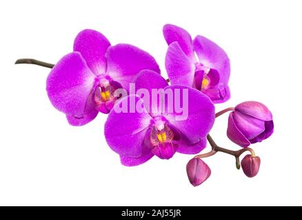 Fiore viola di una phalaenopsis orchid con diverse gemme su un ramo di close-up, isolato su uno sfondo bianco Foto Stock