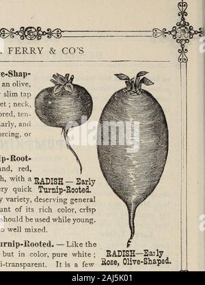 D M Ferry & Co delle sementi 1875 annuale . D. M. TRAGHETTO. LongScarlet. ^ inizio Rose, Olive-Shap-ed. - In forma di un'oliva,terminante in un molto sottile taproot. Pelle, ammenda scarlet ; neesmall; carne, di colore rosa, dieci-der e eccellente. Presto, andwell adattata per forzare, ovgeneral^ raccolto. Inizio rosso,Tiirnip-Root-ed. - Un piccolo, rotondo rosso,-rapa Rafano sagomato con un JJj^pigjj   2arlysmall superiore e di molto veloce Turnip-Rooted.la crescita. Una grande varietà precoce, meritando generalcultivation, sul conto del suo ricco colore, crispand qualità di gara ; deve essere usato mentre i giovani.Il bianco e il rosso fare ben miscelati. Orecchio Foto Stock