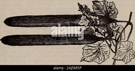 W.W Rawson & Co seedsmen / W.W Rawson & Co. . Ges, e può beeaten in qualsiasi momento durante la crescita. Essi crescono ad un enor-mou dimensione, spesso a uno e mezzo metri in lunghezza, andten a undici pollici in circonferenza. Molto lisce andstraight, con una bella pelle verde. Le viti crescono vig-orously, frutta impostato vicino alla collina e cresce strettamente insieme,che li rende estremamente prolifico. Il seme cavità è verysmall, ed i semi sono lenti di forma e in numero limitato.Per pkt., 5 cts.; oz., 10 cts.; %-lb., 30 cts. Bianco perla (nuovo).-Il migliore della varietà bianche, frutto di purewhite, li makmg molto attra Foto Stock