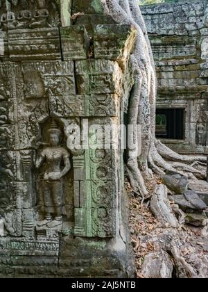 La giungla tempio di Ta Prohm nei pressi di Angkor Wat in Cambogia Foto Stock