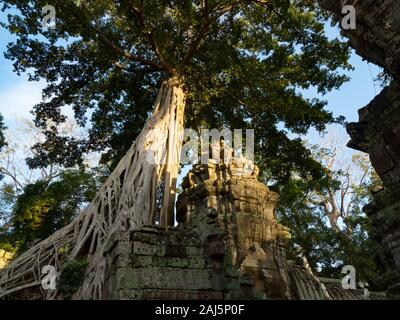 La giungla tempio di Ta Prohm nei pressi di Angkor Wat in Cambogia Foto Stock