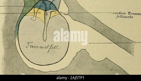 Handbuch der anatomie des Menschen . den.Diese Schleimhaut-Duplikaturen decken die Membrana flaccida auf derPaukenhöhlenseite ähnlich, wie die für den oberen Abschnitt derPars tensa von Seiten der TRÖLTSCHschen Falten geschieht. Ausden ziemlich auseinandergehenden Beschreibungen von Prussak,Politzer und Kretschmann zu schließen, besitzen diese Falten aberziemlich wechselnde Gestalt und Ausdehnung. Trotz der scheinbar geringen praktischen Wichtigkeit dieser Fragehabe ich un einer Anzahl eigener Präparate diesbezügliche Untersuchungenvorgenommnn. Die Untersuchungsobjekte waren nur Zum kleinen T Foto Stock