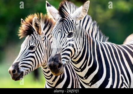 Primo piano della Zebra di Burchell nel Santuario naturale di moscane, Eswatini (Swaziland) Foto Stock